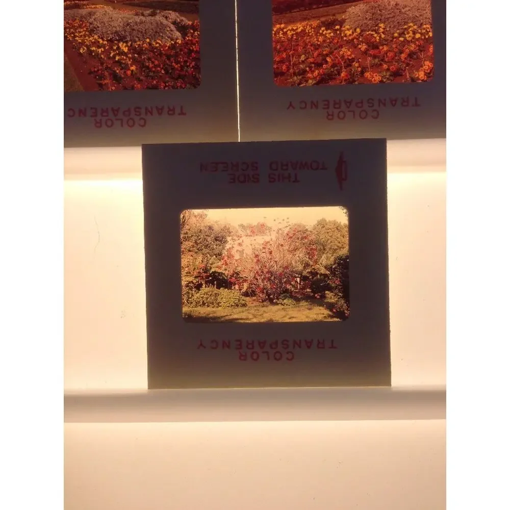 Lot 3 Vintage 1970 Garden Flowers Yard Floral Landscape Photograph Color Slides